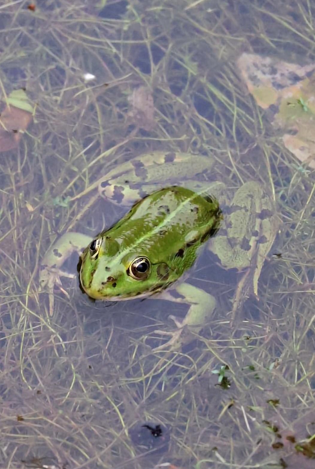 Grenouille 2