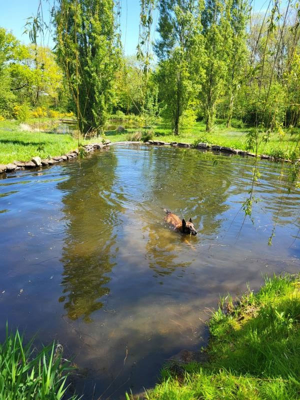 Illios dans l eau